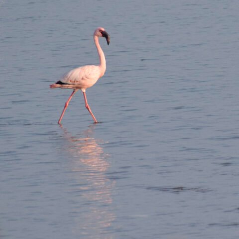 Lesser Flamingo